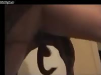 Dog fast fucking2
