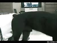 Dog fuck kinky sexy girl amateur bestiality