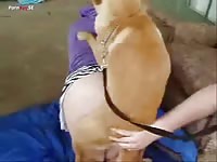 Dog fuck10