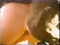 Dog knotting cum leaking old but gold