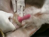 Dog penis exam - Beastiality Porn