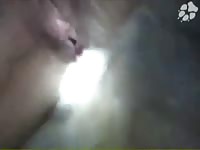 Dog pervert fucks a teen hard - Dog Porn