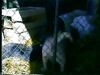 Dog pleasure in the pen