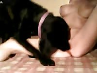 Dog web2 - Dog Porn