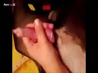 Dog1 amateur