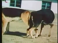 Doggie mating