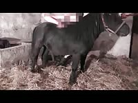 Doggystyle - Dog Porn