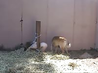 Dogs just wanna have fun