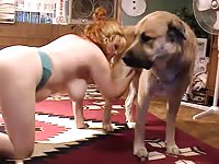 Dogs taking turns