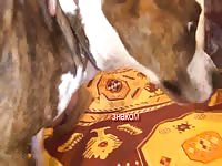 039 rusz russian bestiality 2018 zoo sex from moscow - Animal Porn Video