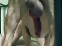1brown 1black - Beastiality Porn