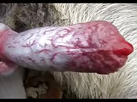 472 rusz russian Beastiality porn video 2018 zoo sex from moscow