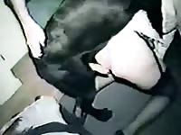Amateur couple and a dog try - Dog Porn