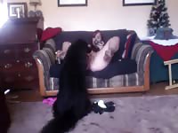Amateur dog show dog 2