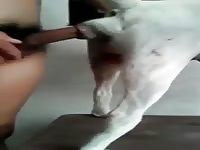 Hombre Ensena Como Follar A Una Perra Gaybeast - Animal Porn