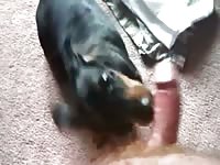 Homem Alimenta Cadela Gaybeast.Com - Beastiality Sex Video