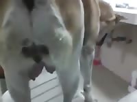 Homem Fodendo Cadela Gaybeast Rip - Beastiality Porn