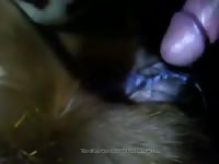 Horny Man Fucks A Cow Gaybeast Rip - Beastiality Sex Movie
