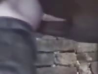 Horse Cumming In Butt Gay Beast Com - Animal Sex