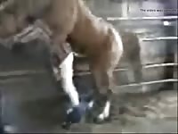 Horse Fuck 8 Gaybeast Rip - Beastiality Sex Movie