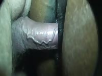 Horse Fuck Gay Beast Com - Animal Porn