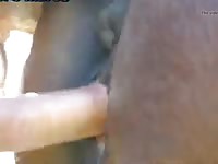 Horse Fuck Under Sky Gaybeast.Com - Animal Sex Video