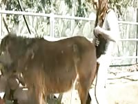 Horse Fucker Brothers Gaybeast - Beastiality XXX Sex Tube