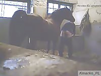 Horse Fucks Guy Gay Beast Com - Animal Porn Tube