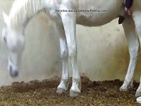 Horse Jerk Gaybeast - Beastiality Porn Tube