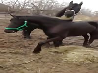 Horse Penis 1 Gaybeast Rip - Bestiality Sex Video