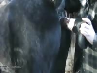 Horse Take Horse Dildo Gaybeast.Com - Bestiality Sex Movie