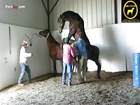 Horses Rearing Ejaculation
