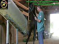 Horses Semen Collection Via Crump Phantom Training