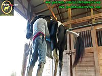 Horses Horse Ejaculation And Anal Contraction During Ejaculation