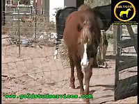 Horses Horse Masturbation