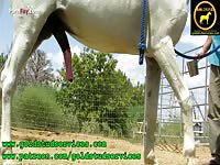 Horses Horse Semen Ground Collection With No Horse Handler