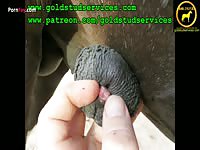 Horses Washing The Horse S Penis Prior To Breeding Near Side View