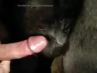 Horsesex Gay Beast Com - Beastiality Sex Porn