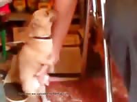 Hot Dogg Gay Beast Com - Zoo Xxx Porn Tube