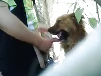 Hot Guy Fucking Dog Mouth Hard Gaybeast Rip - Bestiality Porn Video