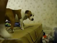 Hot Tall Boy Fucks Little Doggie Gaybeast.Com - Animal Sex Video