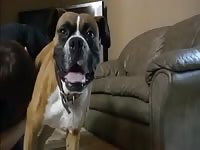 Hotboy Sucks Dog 2 Gay Beast Com - Bestiality Sex Video