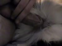 Huski Gaybeast - Beastiality Sex