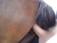 I Fuck My Horse 14 Male Bestiality Male Zoo Porn Animalsex Gay Zoosex