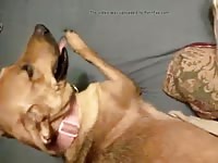 In Heat Dane Sheppy Mix Gaybeast.Com - Beastiality XXX Porn Tube