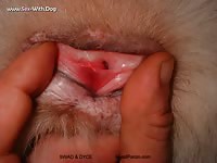 Inlove Man With Female Malamute Sexwithadog Husky Man With Female Malamute Slideshow