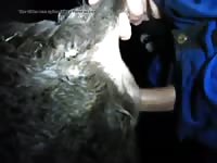 Ivan Fucks Young Cow Gaybeast Rip - Animal Sex Tube