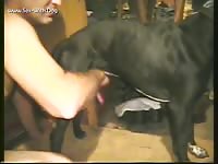 Jacking Off A Male Pitt Rottluver Td Masturbating Male Pitt Buddy