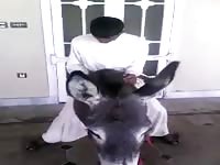 Jihadist And His Donkey Wife