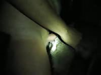 K9 Anal Play 1913 1 Petlust Gay Zoo Porn Men And Animal
